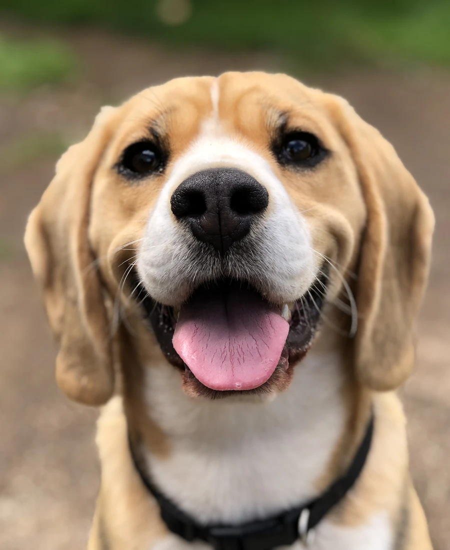 A happy beagle smiling at the camera