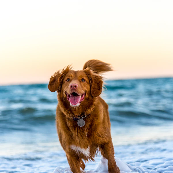 Pet sitting checklist: what to prepare before you travel